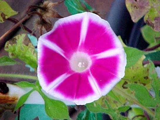Hybrid Morning Glory Yaguruma