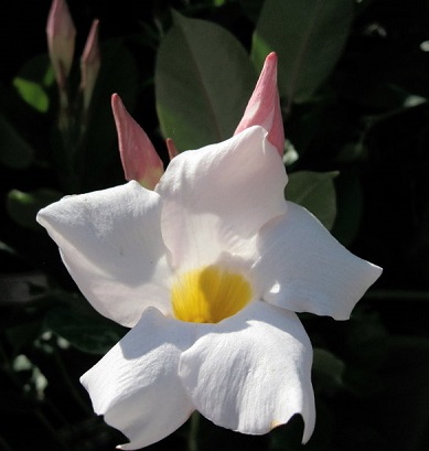 Mandevilla My Fair Lady