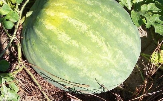 Watermelon Yellow Crimson