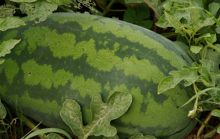 Watermelon Congo