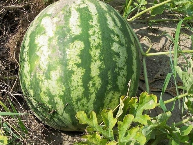 Watermelon AU Producer