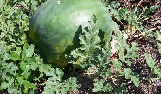 Watermelon Yellow Belly Black Diamond