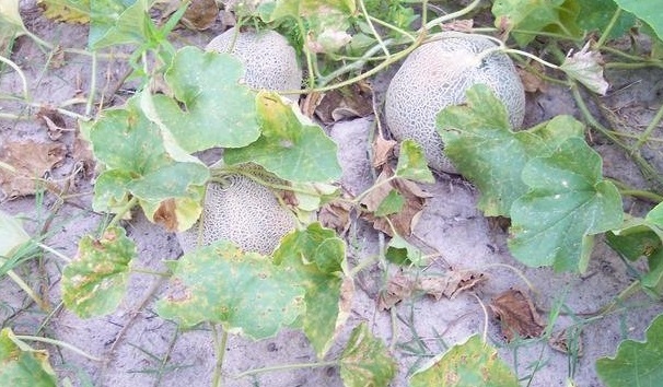 Cantaloupe, Galia Passport