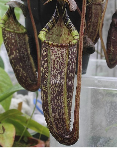 Nepenthes Species, Pitcher Plant