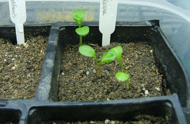 Ceropegia Species