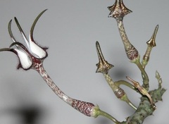 Ceropegia Species, Serpent Ceropegia, Snake Creeper