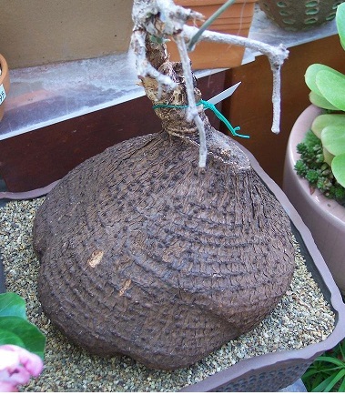 Cyphostemma