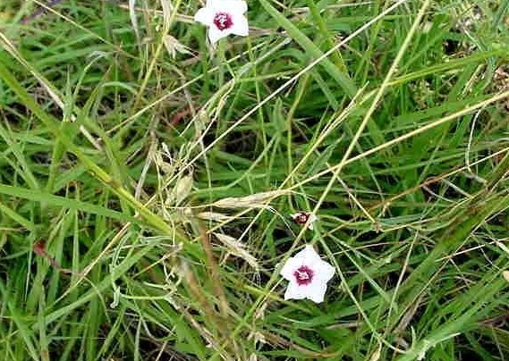 Convolvulus Species, Gray Bindweed, Hoary Bindweed, Texas Bindweed