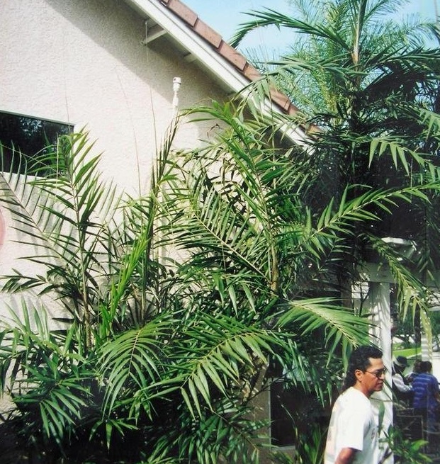 Calamus Species, Major Jenkins Rattan Palm