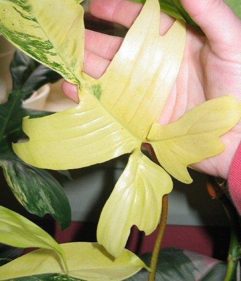 Philodendron, Variegated Philodendron Florida Beauty Variegata