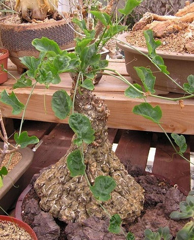 Cephalopentandra Species