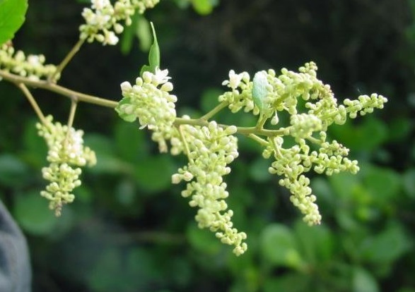 Wild Guaraná