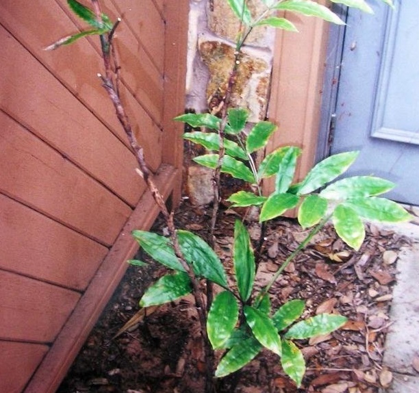 Desmoncus, Jacitara, Vara Casha