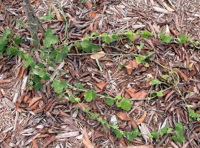 Passiflora Species, Pineland Passion Flower, Passion Vine