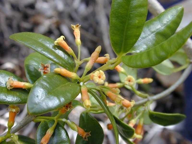 Alyxia Species, Maile