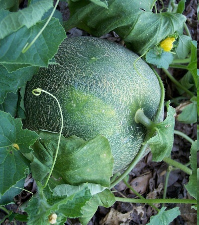 Cantaloupe Gourmet