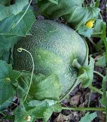 Cantaloupe 'Gourmet'