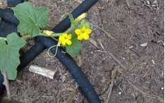 Cantaloupe 'Gold Mine'