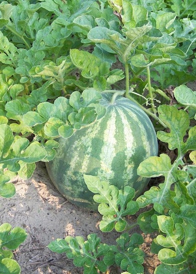 Watermelon Sweet Slice