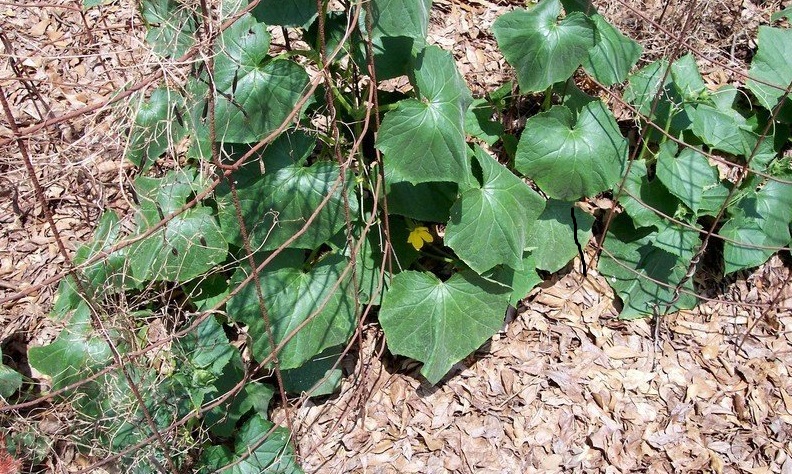 Cucumber Indy