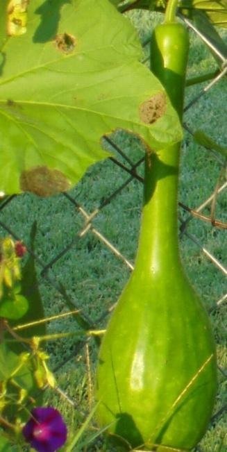 Hard-shelled Gourd, Calabash Angels Wings