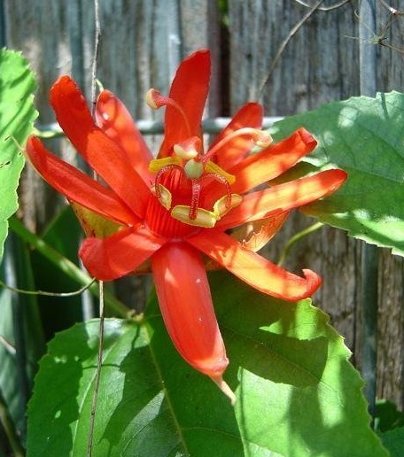 Passiflora, Passion Flower, Passion Vine Perusii