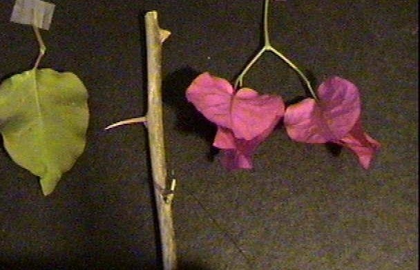 Bougainvillea San Diego Red