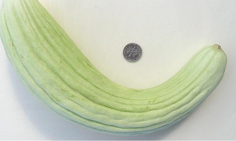 Cucumber Metki White Serpent