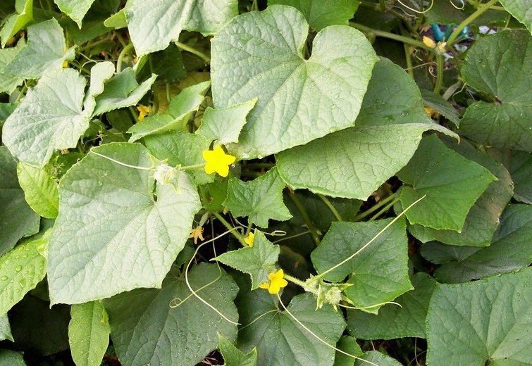 Cucumber Talladega