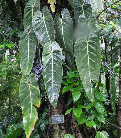 Philodendron Species, Black Gold Philodendron