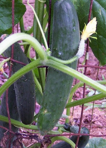 Cucumber Jolly Green