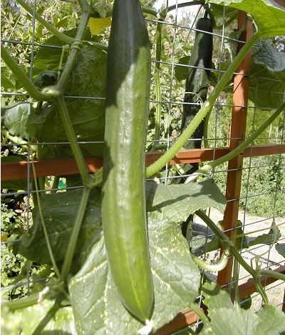 Cucumber, Japanese Tasty Queen 10
