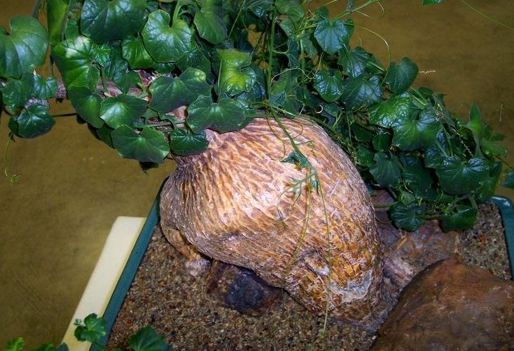 Cyclantheropsis