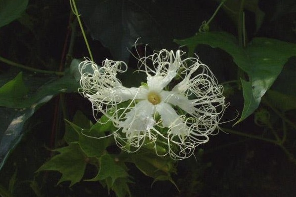 Chinese Cucumber