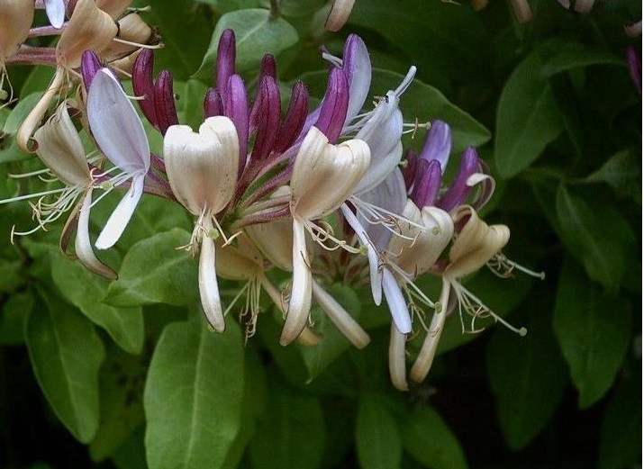 Lonicera Species, Americana Honeysuckle