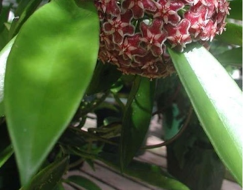 Hoya, Wax Plant, Porcelain Flower HSI 037