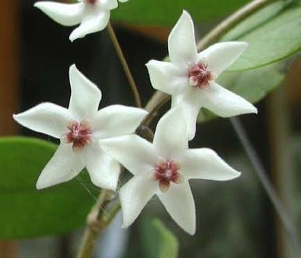Hoya, Wax Plant, Porcelain Flower Iris Marie