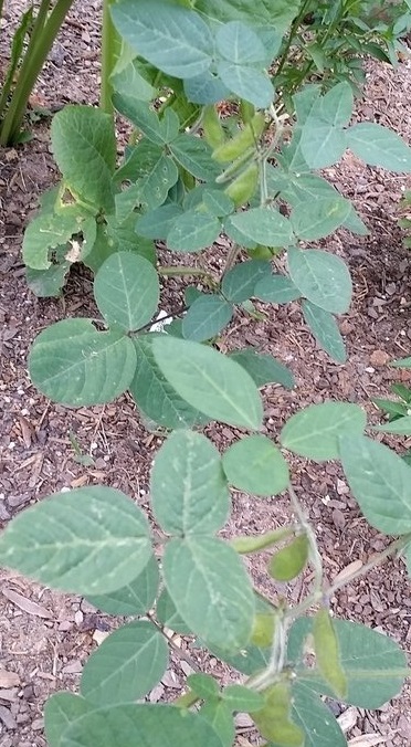 Glycine Species, Edamame, Edible Soy Bean, Soybean