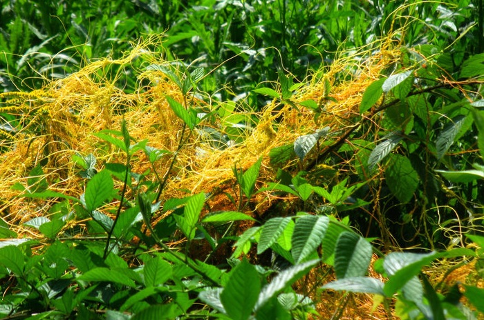 Cuscuta Species, Common Dodder, Swamp Dodder, Scaldweed