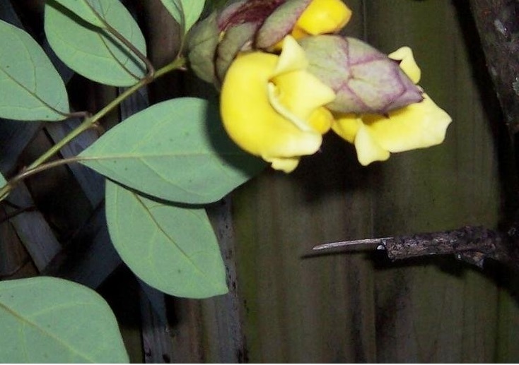 Gmelina Species, Parrots Beak