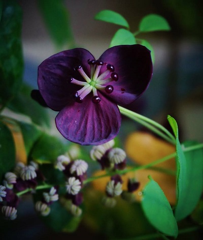 Akebia Hybrid, Five-Leaf Akebia