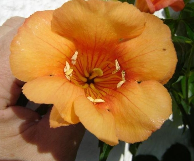 Campsis, Trumpet Vine, Trumpet Creeper Indian Summer