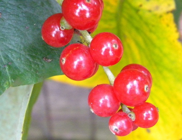 Lonicera Species, Grape Honeysuckle