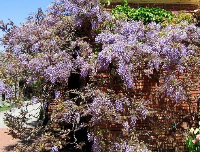 Wisteria, Silky Wisteria Violacea