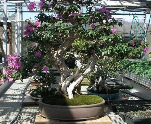 Bougainvillea, Lesser Bougainvillea, Paper Flower Sanderiana