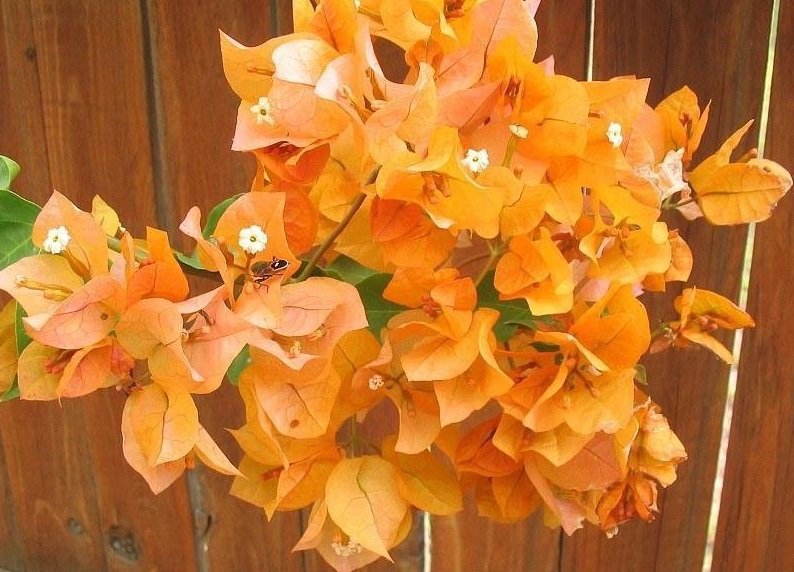 Bougainvillea Orange King