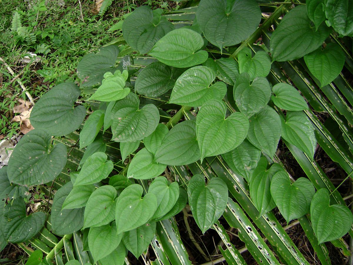 Dioscorea