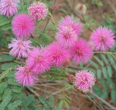 Mimosa Species, Florida Briar, Florida Mimosa, Florida Sensitive Brier