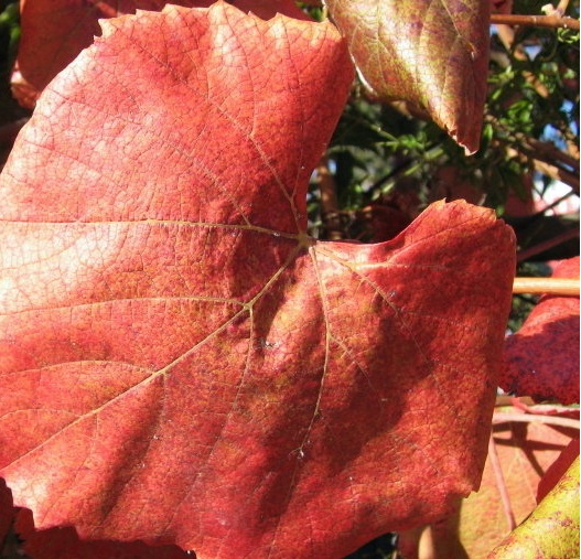 Vitis Species, Amur River Grape