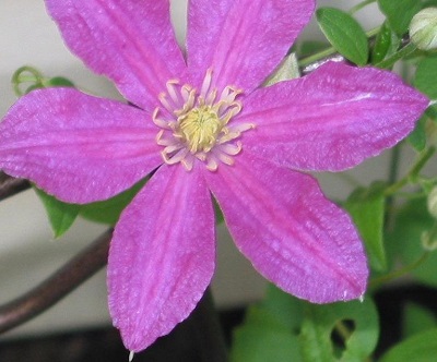 Clematis, Late Large-flowered Clematis Barbara Harrington